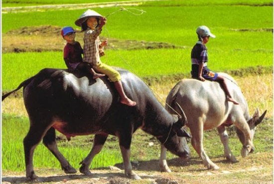 Biết bảo vệ trâu, nhà Lý mới tạo ra kỳ tích phá Tống, phạt Chiêm 